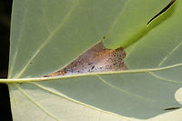 Tulip-Tree Leaftier Moth (Paralobesia liriodendrana) On Tulip Poplar (Liriodendron tulipifera). Silken area on the underside of the leaf.<br />
https://www.jungledragon.com/image/84665/tulip-tree_leaftier_moth_paralobesia_liriodendrana.html<br />
https://www.jungledragon.com/image/84667/tulip-tree_leaftier_moth_paralobesia_liriodendrana.html<br />
https://www.jungledragon.com/image/84666/tulip-tree_leaftier_moth_paralobesia_liriodendrana.html Geotagged,Paralobesia liriodendrana,Summer,United States