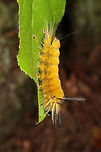 Banded Tussock Moth Larva (Halysidota tessellaris) Larva on foliage in a forested area by a stream/waterfall. <br />
https://www.jungledragon.com/image/84834/banded_tussock_moth_larva_halysidota_tessellaris.html Banded tussock moth,Fall,Geotagged,Halysidota tessellaris,United States