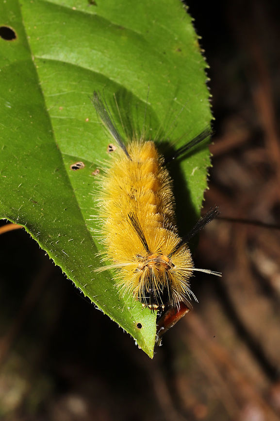 Banded Tussock Moth Larva (Halysidota tessellaris) Larva on foliage in a forested area by a stream/waterfall. <br />
<figure class="photo"><a href="https://www.jungledragon.com/image/84833/banded_tussock_moth_larva_halysidota_tessellaris.html" title="Banded Tussock Moth Larva (Halysidota tessellaris)"><img src="https://s3.amazonaws.com/media.jungledragon.com/images/3231/84833_thumb.jpg?AWSAccessKeyId=05GMT0V3GWVNE7GGM1R2&Expires=1759968010&Signature=pEJFsbPVy4tR%2BMqR7W5wwZn1as4%3D" width="102" height="152" alt="Banded Tussock Moth Larva (Halysidota tessellaris) Larva on foliage in a forested area by a stream/waterfall. <br />
https://www.jungledragon.com/image/84834/banded_tussock_moth_larva_halysidota_tessellaris.html Banded tussock moth,Fall,Geotagged,Halysidota tessellaris,United States" /></a></figure> Banded tussock moth,Fall,Geotagged,Halysidota tessellaris,United States