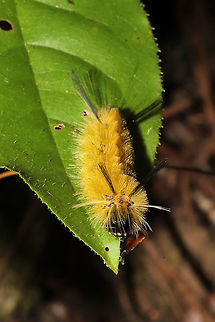 Banded Tussock Moth Larva (Halysidota tessellaris) Larva on foliage in a forested area by a stream/waterfall. 
https://www.jungledragon.com/image/84833/banded_tussock_moth_larva_halysidota_tessellaris.html Banded tussock moth,Fall,Geotagged,Halysidota tessellaris,United States