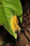 Banded Tussock Moth Larva (Halysidota tessellaris) Larva on foliage in a forested area by a stream/waterfall. <br />
https://www.jungledragon.com/image/84833/banded_tussock_moth_larva_halysidota_tessellaris.html Banded tussock moth,Fall,Geotagged,Halysidota tessellaris,United States