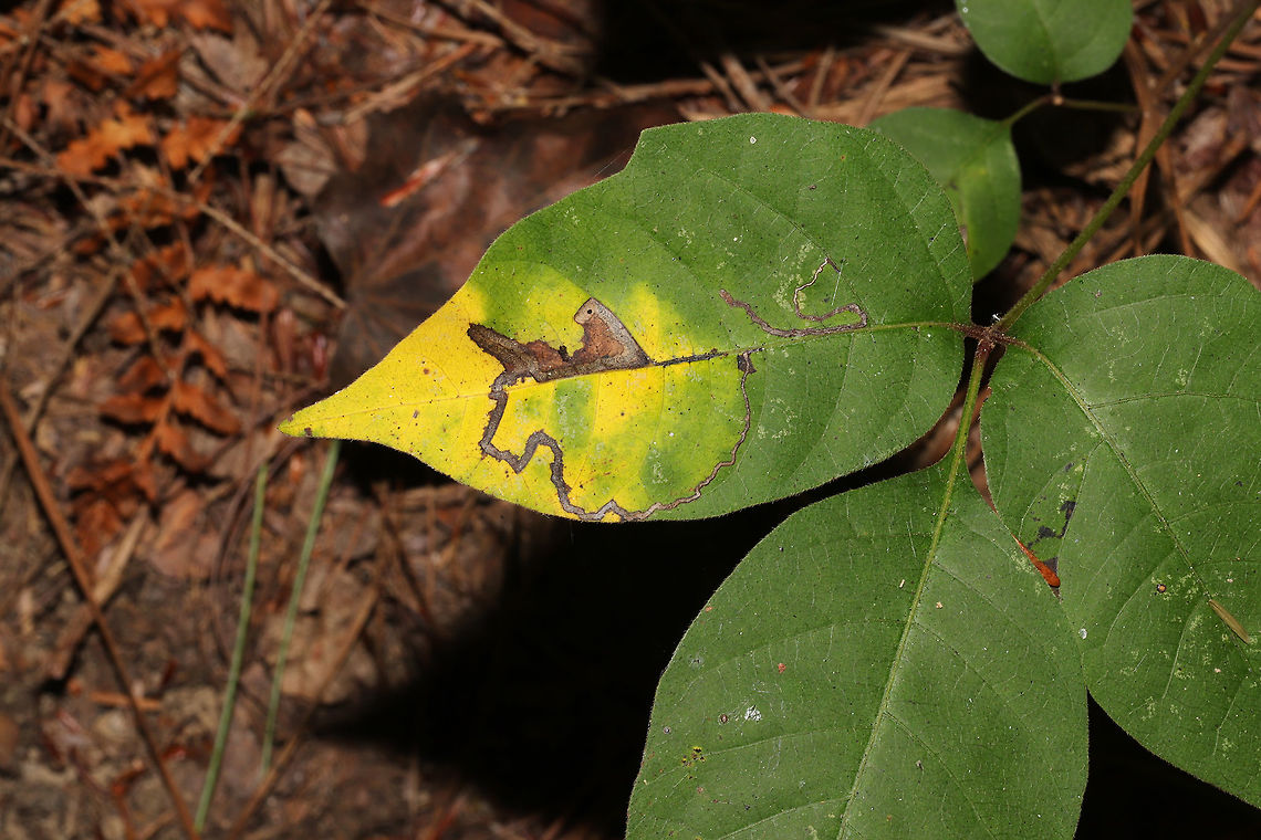 Stigmella rhoifoliella Leaf mines on poison ivy (Toxicodendron radicans).  Fall,Geotagged,Stigmella rhoifoliella,United States,leaf miner,leaf mines,leafminer,leafmines
