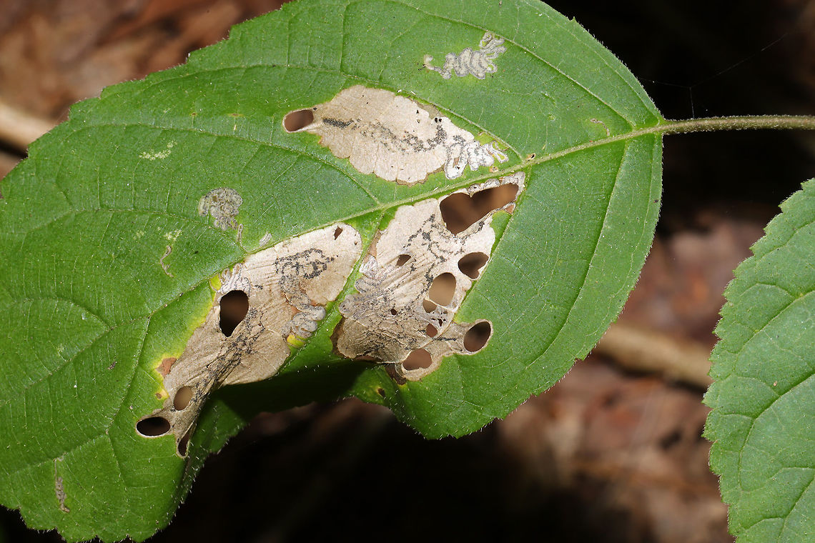 Antispila hydrangaeella Leafminer on Wild Hydrangea (Hydrangea arborescens) Antispila hydrangaeella,Fall,Geotagged,United States,leaf miner,leaf mines,leafminer,leafmines