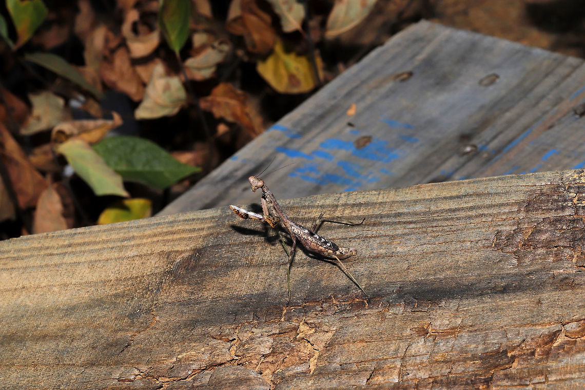 Carolina Mantis (Stagmomantis carolina) At the disturbed edge of a dense mixed forest. Hanging out on some building materials and not at all upset by my presence. Unfortunately, I couldn&#039;t reach for closer shots!<br />
<figure class="photo"><a href="https://www.jungledragon.com/image/84840/carolina_mantis_stagmomantis_carolina.html" title="Carolina Mantis (Stagmomantis carolina)"><img src="https://s3.amazonaws.com/media.jungledragon.com/images/3231/84840_thumb.jpg?AWSAccessKeyId=05GMT0V3GWVNE7GGM1R2&Expires=1759968010&Signature=OwFSZQz1hhJB93hDTod2xr0ubOw%3D" width="102" height="152" alt="Carolina Mantis (Stagmomantis carolina) At the disturbed edge of a dense mixed forest. Hanging out on some building materials and not at all upset by my presence. Unfortunately, I couldn&#039;t reach for closer shots! <br />
https://www.jungledragon.com/image/84839/carolina_mantis_stagmomantis_carolina.html Carolina Mantis,Geotagged,Stagmomantis carolina,Summer,United States" /></a></figure> Carolina Mantis,Geotagged,Stagmomantis carolina,Summer,United States