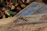 Carolina Mantis (Stagmomantis carolina) At the disturbed edge of a dense mixed forest. Hanging out on some building materials and not at all upset by my presence. Unfortunately, I couldn't reach for closer shots!<br />
https://www.jungledragon.com/image/84840/carolina_mantis_stagmomantis_carolina.html Carolina Mantis,Geotagged,Stagmomantis carolina,Summer,United States