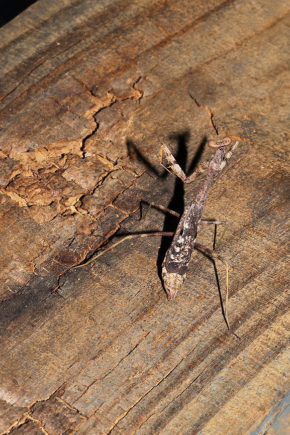 Carolina Mantis (Stagmomantis carolina) At the disturbed edge of a dense mixed forest. Hanging out on some building materials and not at all upset by my presence. Unfortunately, I couldn&#039;t reach for closer shots! <br />
<figure class="photo"><a href="https://www.jungledragon.com/image/84839/carolina_mantis_stagmomantis_carolina.html" title="Carolina Mantis (Stagmomantis carolina)"><img src="https://s3.amazonaws.com/media.jungledragon.com/images/3231/84839_thumb.jpg?AWSAccessKeyId=05GMT0V3GWVNE7GGM1R2&Expires=1769040010&Signature=ehMBHkyzGBfj3o%2BD%2Fv4q%2FzR8b%2F0%3D" width="200" height="134" alt="Carolina Mantis (Stagmomantis carolina) At the disturbed edge of a dense mixed forest. Hanging out on some building materials and not at all upset by my presence. Unfortunately, I couldn&#039;t reach for closer shots!<br />
https://www.jungledragon.com/image/84840/carolina_mantis_stagmomantis_carolina.html Carolina Mantis,Geotagged,Stagmomantis carolina,Summer,United States" /></a></figure> Carolina Mantis,Geotagged,Stagmomantis carolina,Summer,United States