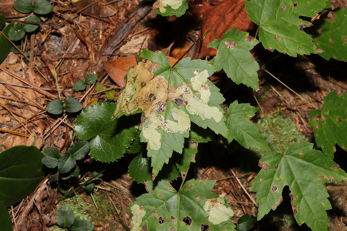 Maple Leafcutter Moth (Paraclemensia acerifoliella)? Leaf mines on Acer sp.  I&#039;m trying to figure out if there are 2 different types of mines here. Will update later. I&#039;m hoping Charley will chime in over at iNaturalist, so I can figure these out. Fall,Geotagged,Maple leafcutter moth,Paraclemensia acerifoliella,United States