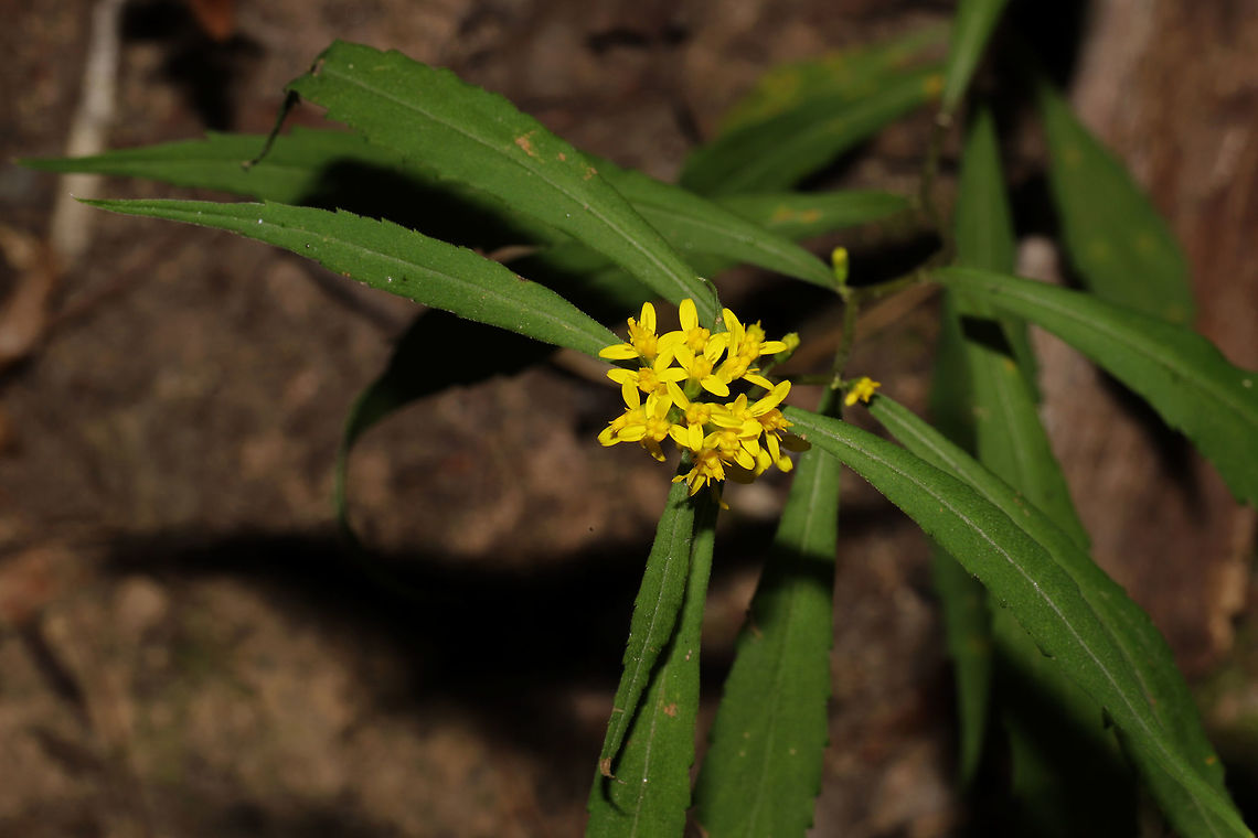 Bluestem Goldenrod (Solidago caesia) On a wooded trail near a stream/rapids.  Fall,Geotagged,Solidago caesia,United States