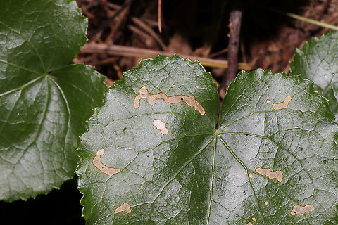 Galax Leafmines? Leafmines? Or external damage? on Galax urceolata. On a woodland trail. Damage visible from upper and lower side of leaves. Feel free to ID/correct me! Fall,Geotagged,United States