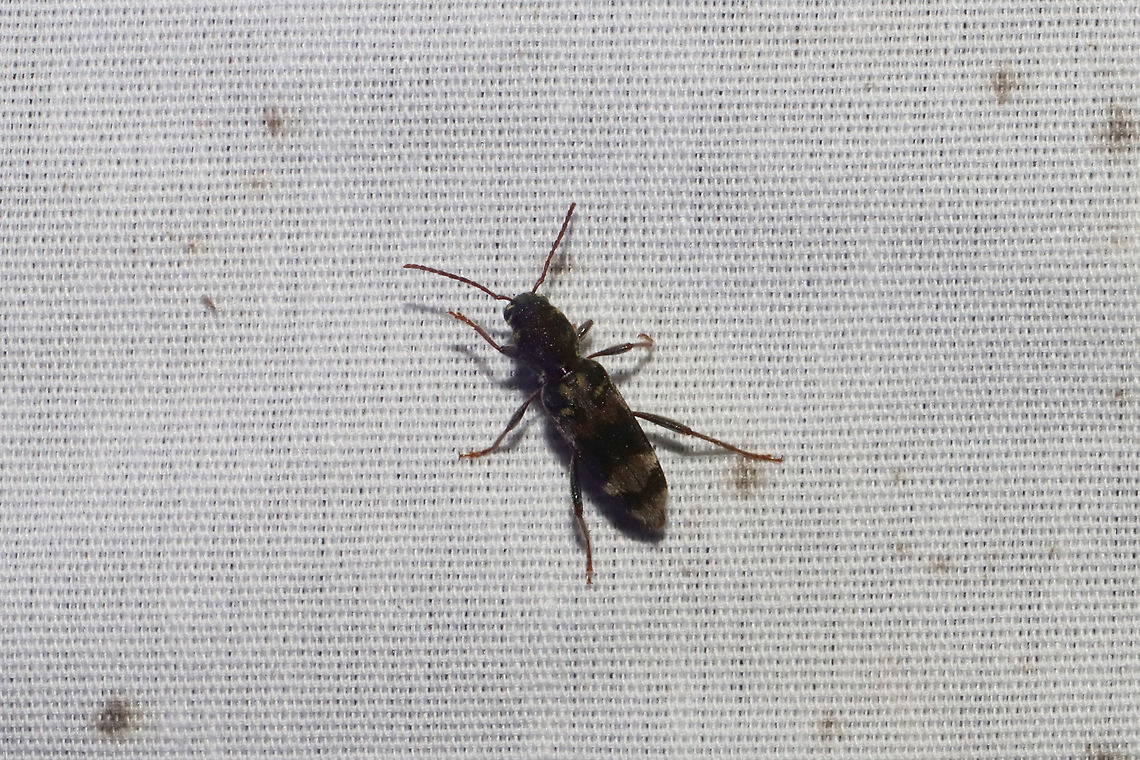 Rustic Borer (Xylotrechus colonus) Excuse the terrible shot!<br />
At a UV light setup at a dense mixed forest edge.  Geotagged,Summer,United States,Xylotrechus colonus