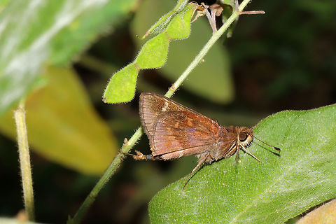 Clouded Skipper (Lerema accius) At a meadowy dense mixed forest edge. I have no idea what is going on with its abdomen! Clouded skipper,Geotagged,Lerema accius,Summer,United States