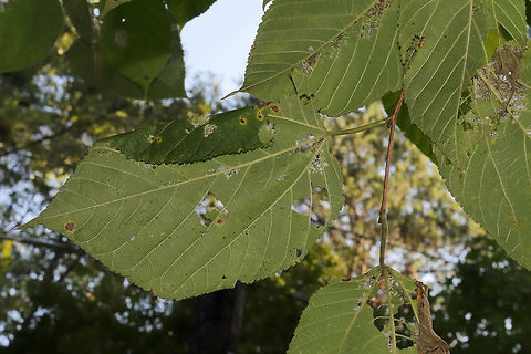 Basswood Leafroller Moth (Pantographa limata) Leafrolls and Damage on American Basswood (Tilia americana) A Basswood tree (Tilia americana) with typical damage/leafrolling by Basswood Leafroller Moth larvae (Pantographa limitata).

Edit: I realized that the American basswood was not documented here, so I IDed it first. I will add a separate post for P. limitata.
https://www.jungledragon.com/image/84849/american_basswood_tilia_americana_with_basswood_leafroller_moth_pantographa_limata_leafrolls_and_damage.html Basswood Leafroller,Geotagged,Pantographa limata,Summer,United States