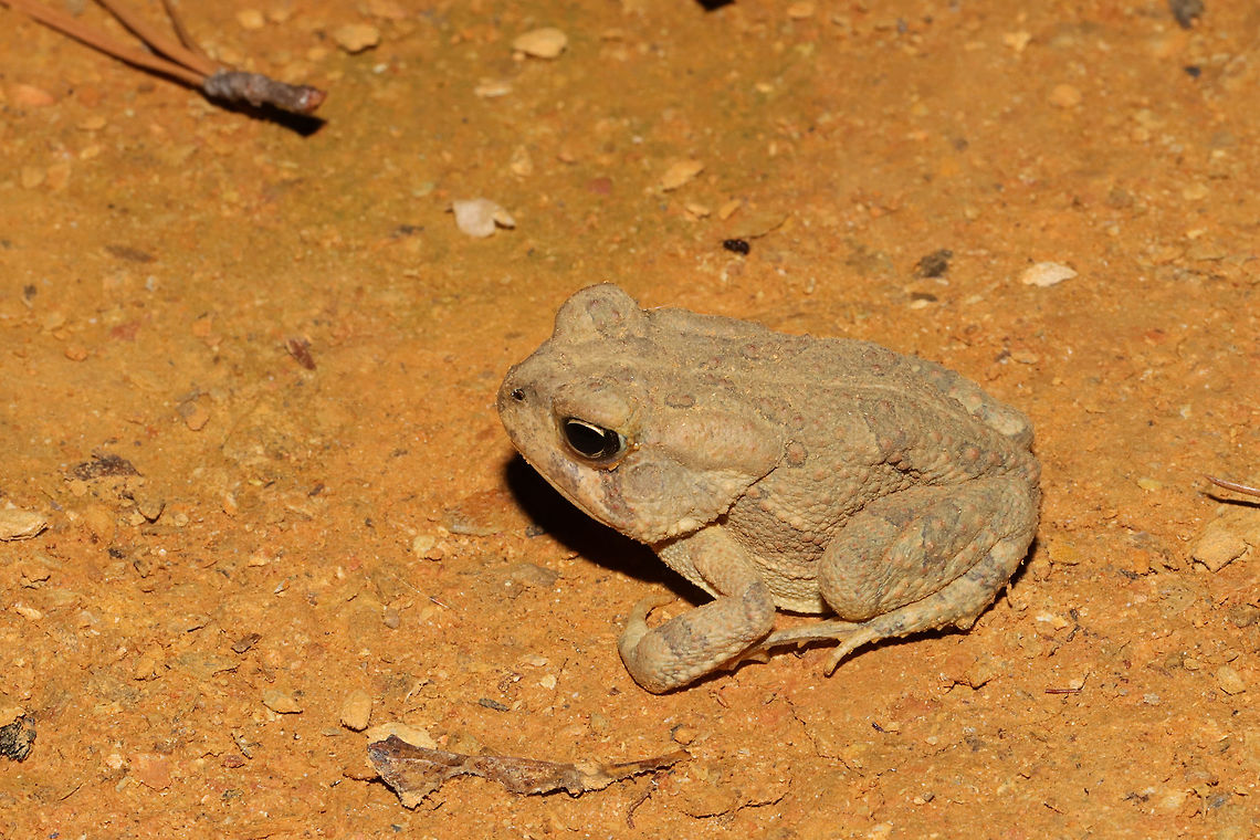 Fowler's or American Toad? At the disturbed edge of a dense mixed forest. Seems to be enjoying the dry, dusty conditions.<br />
<br />
I am having a hard time figuring out if this is a Fowler's or American toad! Any help is much appreciated! Geotagged,Summer,United States