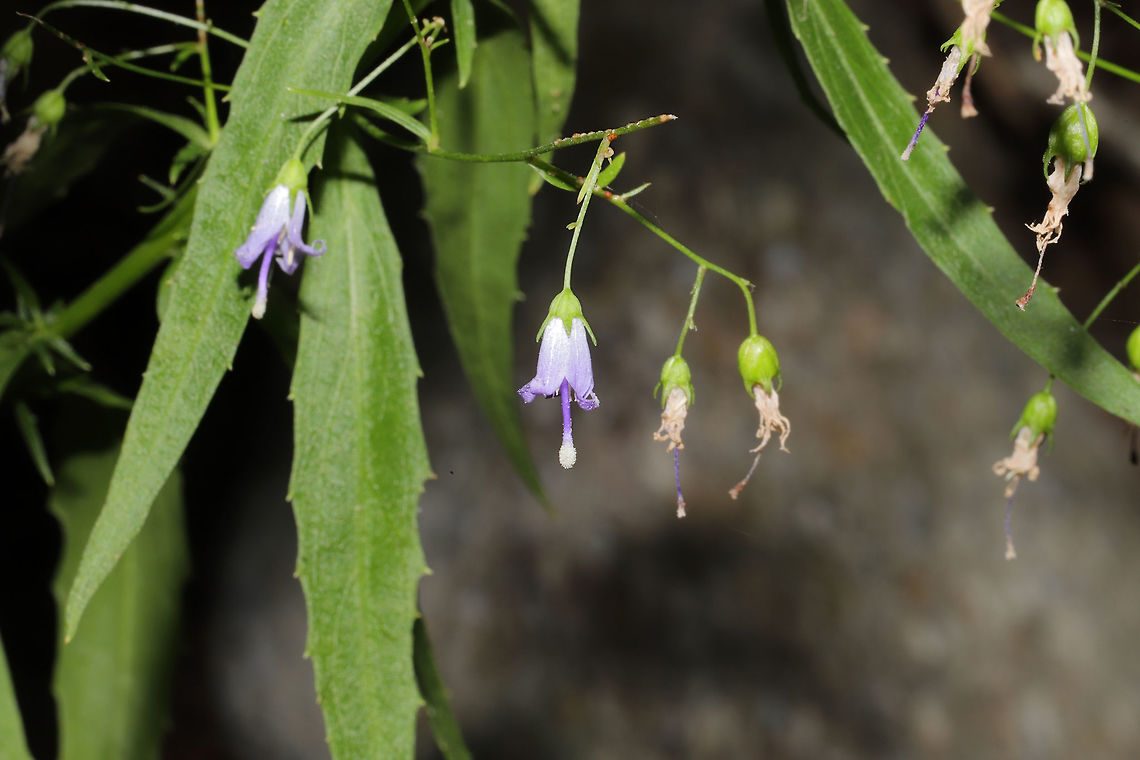 Southern Harebell (Campanula divaricata) On a woodland trail. As you can tell, conditions are rather dry. We are entering moderate drought right now! Campanula divaricata,Geotagged,Southern Harebell,Summer,United States