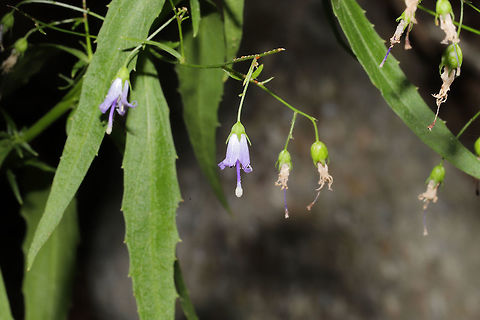 Southern Harebell (Campanula divaricata) On a woodland trail. As you can tell, conditions are rather dry. We are entering moderate drought right now! Campanula divaricata,Geotagged,Southern Harebell,Summer,United States