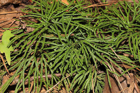 Fan Clubmoss (Diphasiastrum digitatum) Growing on a woodland trail.  Diphasiastrum digitatum,Geotagged,Groundcedar,Summer,United States