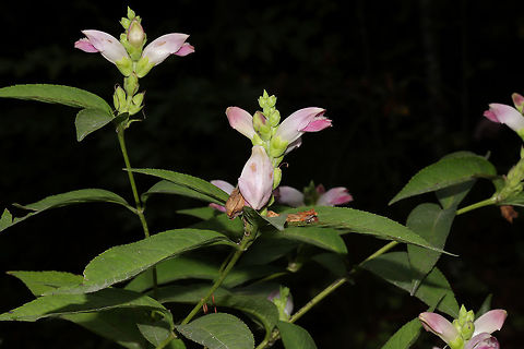 Red Turtlehead (Chelone obliqua) Growing along a creekside.
https://www.jungledragon.com/image/84857/white_turtleheads_chelone_glabra.html
https://www.jungledragon.com/image/84856/white_turtleheads_chelone_glabra.html Chelone glabra,Chelone obliqua,Geotagged,Red Turtlehead,Summer,United States,White turtlehead