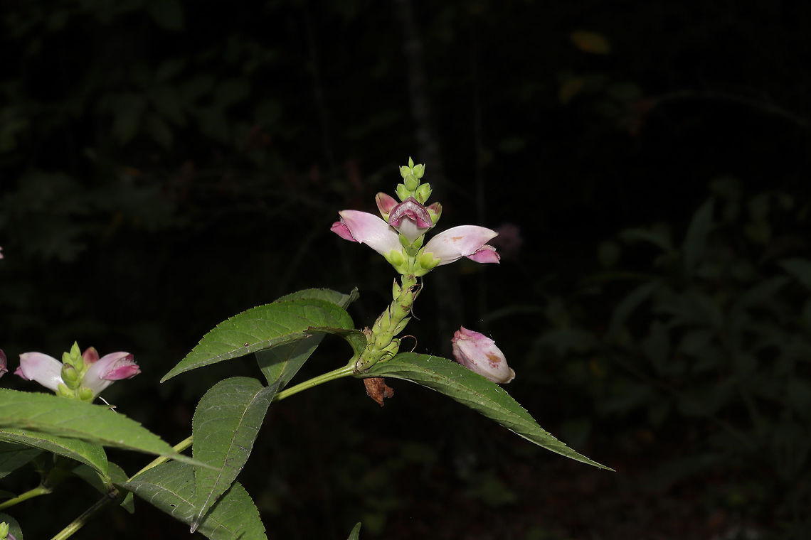 Red Turtlehead (Chelone obliqua) Growing along a creekside. Another ID to work on!<br />
<figure class="photo"><a href="https://www.jungledragon.com/image/84857/red_turtlehead_chelone_obliqua.html" title="Red Turtlehead (Chelone obliqua)"><img src="https://s3.amazonaws.com/media.jungledragon.com/images/3231/84857_thumb.jpg?AWSAccessKeyId=05GMT0V3GWVNE7GGM1R2&Expires=1770854410&Signature=KK%2F%2F9YhvZElm9tFDnnEu%2FNR0Z%2Bg%3D" width="200" height="134" alt="Red Turtlehead (Chelone obliqua) Growing along a creekside. Another ID to work on!<br />
https://www.jungledragon.com/image/84856/white_turtleheads_chelone_glabra.html<br />
https://www.jungledragon.com/image/84855/white_turtleheads_chelone_glabra.html Chelone glabra,Chelone obliqua,Geotagged,Red Turtlehead,Summer,United States,White turtlehead" /></a></figure><br />
<figure class="photo"><a href="https://www.jungledragon.com/image/84855/red_turtlehead_chelone_obliqua.html" title="Red Turtlehead (Chelone obliqua)"><img src="https://s3.amazonaws.com/media.jungledragon.com/images/3231/84855_thumb.jpg?AWSAccessKeyId=05GMT0V3GWVNE7GGM1R2&Expires=1770854410&Signature=Ljxg2AFQPEawFwtMJK%2FBh72pMp4%3D" width="200" height="134" alt="Red Turtlehead (Chelone obliqua) Growing along a creekside.<br />
https://www.jungledragon.com/image/84857/white_turtleheads_chelone_glabra.html<br />
https://www.jungledragon.com/image/84856/white_turtleheads_chelone_glabra.html Chelone glabra,Chelone obliqua,Geotagged,Red Turtlehead,Summer,United States,White turtlehead" /></a></figure> Chelone glabra,Chelone obliqua,Geotagged,Red Turtlehead,Summer,United States,White turtlehead