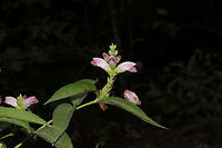 Red Turtlehead (Chelone obliqua) Growing along a creekside. Another ID to work on!<br />
https://www.jungledragon.com/image/84857/white_turtleheads_chelone_glabra.html<br />
https://www.jungledragon.com/image/84855/white_turtleheads_chelone_glabra.html Chelone glabra,Chelone obliqua,Geotagged,Red Turtlehead,Summer,United States,White turtlehead