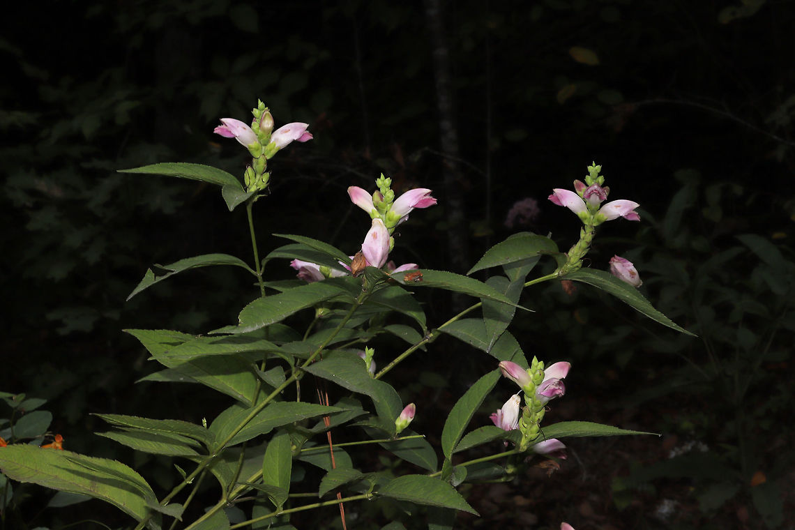 Red Turtlehead (Chelone obliqua) Growing along a creekside. Another ID to work on!<br />
<figure class="photo"><a href="https://www.jungledragon.com/image/84856/red_turtlehead_chelone_obliqua.html" title="Red Turtlehead (Chelone obliqua)"><img src="https://s3.amazonaws.com/media.jungledragon.com/images/3231/84856_thumb.jpg?AWSAccessKeyId=05GMT0V3GWVNE7GGM1R2&Expires=1759968010&Signature=0TAxhmuPqwgYaUyc58HjcyAOfnM%3D" width="200" height="134" alt="Red Turtlehead (Chelone obliqua) Growing along a creekside. Another ID to work on!<br />
https://www.jungledragon.com/image/84857/white_turtleheads_chelone_glabra.html<br />
https://www.jungledragon.com/image/84855/white_turtleheads_chelone_glabra.html Chelone glabra,Chelone obliqua,Geotagged,Red Turtlehead,Summer,United States,White turtlehead" /></a></figure><br />
<figure class="photo"><a href="https://www.jungledragon.com/image/84855/red_turtlehead_chelone_obliqua.html" title="Red Turtlehead (Chelone obliqua)"><img src="https://s3.amazonaws.com/media.jungledragon.com/images/3231/84855_thumb.jpg?AWSAccessKeyId=05GMT0V3GWVNE7GGM1R2&Expires=1759968010&Signature=YBgtnTWUMIxlJm2luuuCDjrwdZA%3D" width="200" height="134" alt="Red Turtlehead (Chelone obliqua) Growing along a creekside.<br />
https://www.jungledragon.com/image/84857/white_turtleheads_chelone_glabra.html<br />
https://www.jungledragon.com/image/84856/white_turtleheads_chelone_glabra.html Chelone glabra,Chelone obliqua,Geotagged,Red Turtlehead,Summer,United States,White turtlehead" /></a></figure> Chelone glabra,Chelone obliqua,Geotagged,Red Turtlehead,Summer,United States,White turtlehead