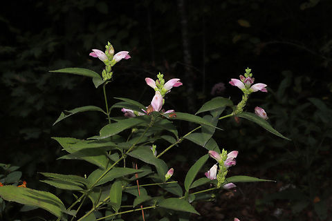 Red Turtlehead (Chelone obliqua) Growing along a creekside. Another ID to work on!
https://www.jungledragon.com/image/84856/white_turtleheads_chelone_glabra.html
https://www.jungledragon.com/image/84855/white_turtleheads_chelone_glabra.html Chelone glabra,Chelone obliqua,Geotagged,Red Turtlehead,Summer,United States,White turtlehead