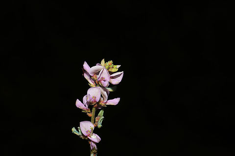 Nuttall's Ticktrefoil (Desmodium nuttallii)  On a well-drained ridgeside at a dense mixed forest edge. ID Tentative
https://www.jungledragon.com/image/84871/desmodium_canescens.html
https://www.jungledragon.com/image/84872/desmodium_canescens.html Desmodium nuttallii,Geotagged,Nuttall's Ticktrefoil,Summer,United States,desmodium,fabaceae,fabales,ticktrefoil