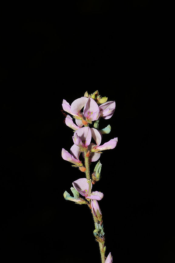 Nuttall's Ticktrefoil (Desmodium nuttallii)  On a well-drained ridgeside at a dense mixed forest edge. ID Tentative.<br />
<figure class="photo"><a href="https://www.jungledragon.com/image/84872/nuttalls_ticktrefoil.html" title="Nuttall&#039;s Ticktrefoil"><img src="https://s3.amazonaws.com/media.jungledragon.com/images/3231/84872_thumb.jpg?AWSAccessKeyId=05GMT0V3GWVNE7GGM1R2&Expires=1759968010&Signature=MR3hPuYAbNlLNa4%2BpZgVZ2wySBo%3D" width="200" height="134" alt="Nuttall&#039;s Ticktrefoil  On a well-drained ridgeside at a dense mixed forest edge. ID tentative.<br />
https://www.jungledragon.com/image/84871/desmodium_canescens.html<br />
https://www.jungledragon.com/image/84870/desmodium_canescens.html Desmodium nuttallii,Geotagged,Nuttall&#039;s Ticktrefoil,Summer,United States,desmodium,fabaceae,fabales,ticktrefoil" /></a></figure><br />
<figure class="photo"><a href="https://www.jungledragon.com/image/84870/nuttalls_ticktrefoil_desmodium_nuttallii.html" title="Nuttall&#039;s Ticktrefoil (Desmodium nuttallii)"><img src="https://s3.amazonaws.com/media.jungledragon.com/images/3231/84870_thumb.jpg?AWSAccessKeyId=05GMT0V3GWVNE7GGM1R2&Expires=1759968010&Signature=CUbtcmnlvhzOBwQgqPH1C1FI1yU%3D" width="200" height="134" alt="Nuttall&#039;s Ticktrefoil (Desmodium nuttallii)  On a well-drained ridgeside at a dense mixed forest edge. ID Tentative<br />
https://www.jungledragon.com/image/84871/desmodium_canescens.html<br />
https://www.jungledragon.com/image/84872/desmodium_canescens.html Desmodium nuttallii,Geotagged,Nuttall&#039;s Ticktrefoil,Summer,United States,desmodium,fabaceae,fabales,ticktrefoil" /></a></figure> Desmodium nuttallii,Geotagged,Nuttall's Ticktrefoil,Summer,United States,desmodium,fabaceae,fabales,ticktrefoil