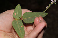 Nuttall's Ticktrefoil  On a well-drained ridgeside at a dense mixed forest edge. ID tentative.<br />
https://www.jungledragon.com/image/84871/desmodium_canescens.html<br />
https://www.jungledragon.com/image/84870/desmodium_canescens.html Desmodium nuttallii,Geotagged,Nuttall's Ticktrefoil,Summer,United States,desmodium,fabaceae,fabales,ticktrefoil