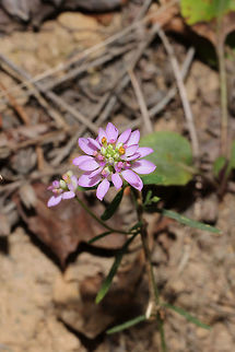 Curtiss's Milkwort (Polygala curtissii) On a woodland trail. 
https://www.jungledragon.com/image/84895/curtisss_milkwort_polygala_curtissii.html Geotagged,Polygala curtissii,Summer,United States