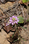 Curtiss's Milkwort (Polygala curtissii) On a woodland trail. <br />
https://www.jungledragon.com/image/84895/curtisss_milkwort_polygala_curtissii.html Geotagged,Polygala curtissii,Summer,United States