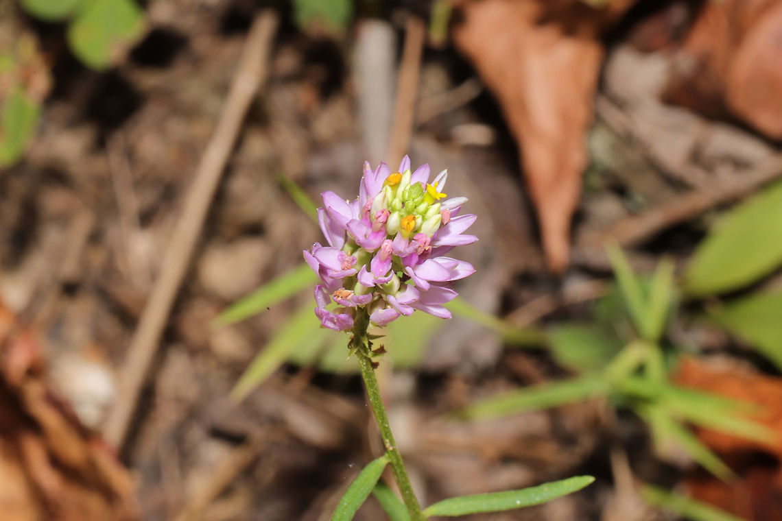 Curtiss's Milkwort (Polygala curtissii) On a woodland trail. <br />
<figure class="photo"><a href="https://www.jungledragon.com/image/84894/curtisss_milkwort_polygala_curtissii.html" title="Curtiss&#039;s Milkwort (Polygala curtissii)"><img src="https://s3.amazonaws.com/media.jungledragon.com/images/3231/84894_thumb.jpg?AWSAccessKeyId=05GMT0V3GWVNE7GGM1R2&Expires=1759968010&Signature=DL2sSvr4frCo%2F0fTXWdHXC%2F%2Fv3c%3D" width="102" height="152" alt="Curtiss&#039;s Milkwort (Polygala curtissii) On a woodland trail. <br />
https://www.jungledragon.com/image/84895/curtisss_milkwort_polygala_curtissii.html Geotagged,Polygala curtissii,Summer,United States" /></a></figure> Geotagged,Polygala curtissii,Summer,United States