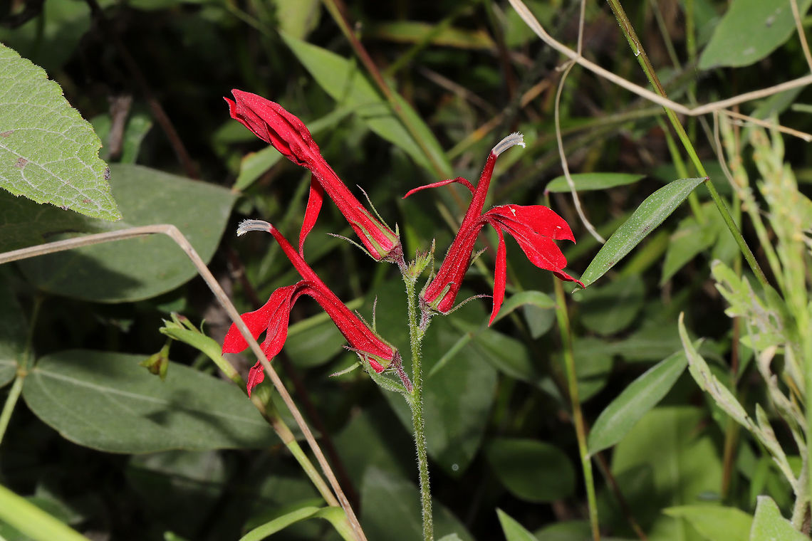 Cardinal Flower (Lobelia cardinalis) Growing at a creekside near a mixed forest clearing.  Cardinal flower,Geotagged,Lobelia cardinalis,Summer,United States