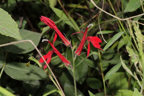 Cardinal Flower (Lobelia cardinalis) Growing at a creekside near a mixed forest clearing.  Cardinal flower,Geotagged,Lobelia cardinalis,Summer,United States
