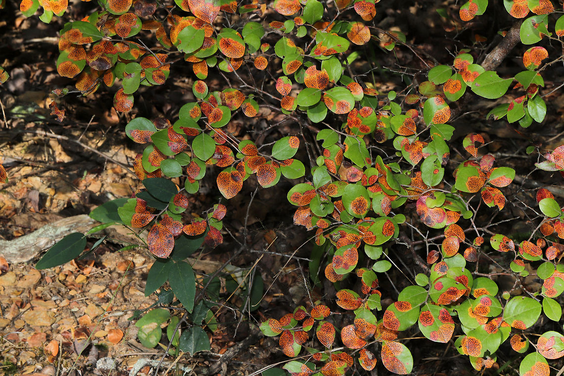 Sparkleberry (Vaccinium arboreum) Infected with Fly-Speck Leaf Spot (Ophiodothella vaccinii) On a woodland trail. Geotagged,Summer,United States,Vaccinium arboreum