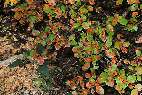 Sparkleberry (Vaccinium arboreum) Infected with Fly-Speck Leaf Spot (Ophiodothella vaccinii) On a woodland trail. Geotagged,Summer,United States,Vaccinium arboreum