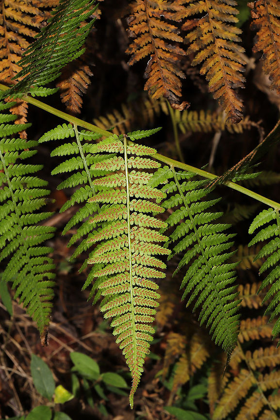 Southern Lady Fern (Athyrium filix-femina ssp. asplenioides) Growing on a woodland trail.<br />
<figure class="photo"><a href="https://www.jungledragon.com/image/84964/southern_lady_fern_athyrium_filix-femina_ssp._asplenioides.html" title="Southern Lady Fern (Athyrium filix-femina ssp. asplenioides)"><img src="https://s3.amazonaws.com/media.jungledragon.com/images/3231/84964_thumb.jpg?AWSAccessKeyId=05GMT0V3GWVNE7GGM1R2&Expires=1759968010&Signature=HGROKJdlN%2BMcuDtrlGZhcbO4qRI%3D" width="102" height="152" alt="Southern Lady Fern (Athyrium filix-femina ssp. asplenioides) Growing on a woodland trail. <br />
https://www.jungledragon.com/image/84963/lady_fern_athyrium_filix-femina.html Athyrium filix-femina,Athyrium filix-femina asplenioides,Geotagged,Lady Fern,Southern Ladyfern,Summer,United States" /></a></figure> Athyrium filix-femina,Athyrium filix-femina asplenioides,Geotagged,Lady Fern,Southern Ladyfern,Summer,United States