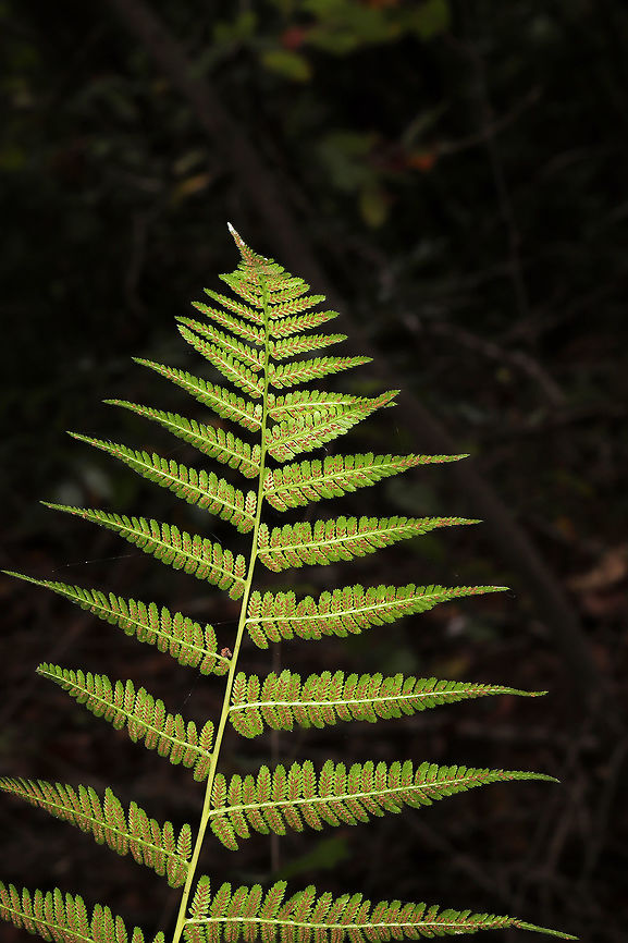 Southern Lady Fern (Athyrium filix-femina ssp. asplenioides) Growing on a woodland trail. <br />
<figure class="photo"><a href="https://www.jungledragon.com/image/84963/southern_lady_fern_athyrium_filix-femina_ssp._asplenioides.html" title="Southern Lady Fern (Athyrium filix-femina ssp. asplenioides)"><img src="https://s3.amazonaws.com/media.jungledragon.com/images/3231/84963_thumb.jpg?AWSAccessKeyId=05GMT0V3GWVNE7GGM1R2&Expires=1770854410&Signature=%2BWgYZumgPhTHGnMgpNts56W61n4%3D" width="102" height="152" alt="Southern Lady Fern (Athyrium filix-femina ssp. asplenioides) Growing on a woodland trail.<br />
https://www.jungledragon.com/image/84964/lady_fern_athyrium_filix-femina.html Athyrium filix-femina,Athyrium filix-femina asplenioides,Geotagged,Lady Fern,Southern Ladyfern,Summer,United States" /></a></figure> Athyrium filix-femina,Athyrium filix-femina asplenioides,Geotagged,Lady Fern,Southern Ladyfern,Summer,United States