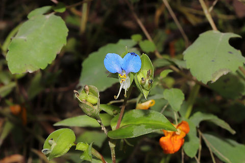 Asiatic Dayflower (Commelina communis) Growing by a creekside (alongside Jewelweed (Impatiens capensis and Chelone sp.). Asiatic dayflower,Commelina communis,Geotagged,Summer,United States
