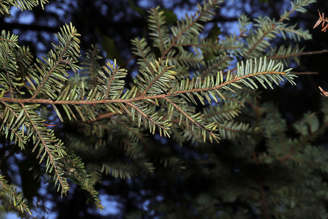 Eastern Hemlock (Tsuga canadensis) Growing along a woodland trail.  Eastern Hemlock,Fall,Geotagged,Tsuga canadensis,United States