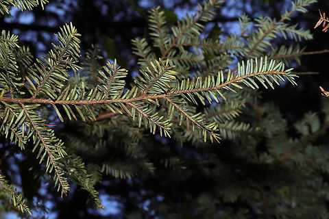 Eastern Hemlock (Tsuga canadensis) Growing along a woodland trail.  Eastern Hemlock,Fall,Geotagged,Tsuga canadensis,United States