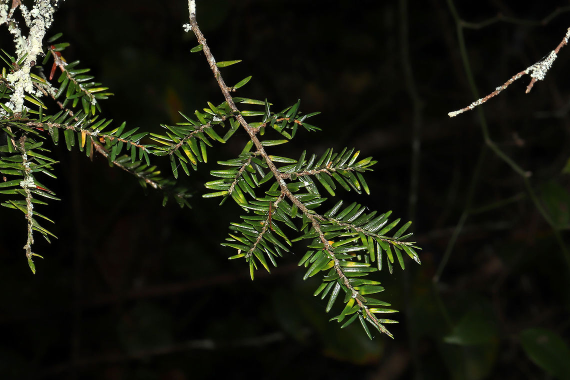 Eastern Hemlock (Tsuga canadensis) Growing along a woodland trail.  Eastern Hemlock,Fall,Geotagged,Tsuga canadensis,United States