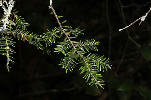 Eastern Hemlock (Tsuga canadensis) Growing along a woodland trail.  Eastern Hemlock,Fall,Geotagged,Tsuga canadensis,United States