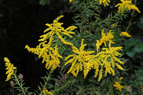 Solidago altissima var. altissima Growing at the edge of a dense mixed forest. ID Tentative. Fall,Geotagged,Solidago altissima,United States