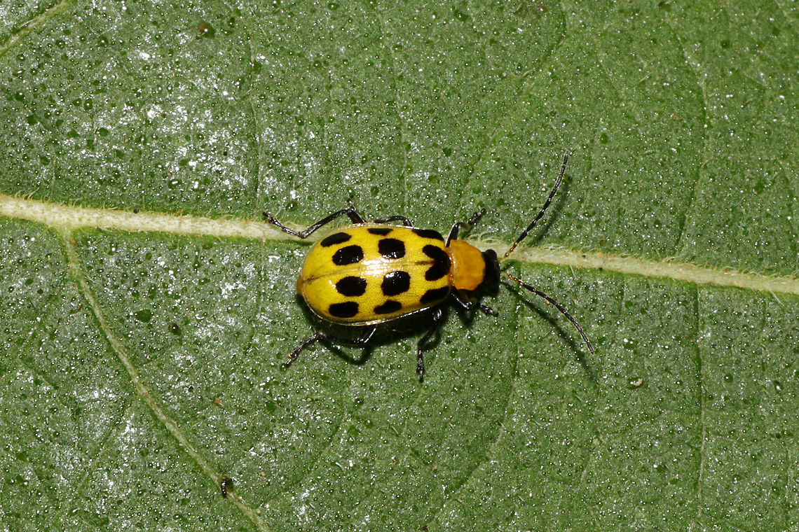 Spotted Cucumber Beetle (Diabrotica undecimpunctata) At the edge of a dense mixed forest.  Diabrotica undecimpunctata,Fall,Geotagged,Spotted cucumber beetle,United States
