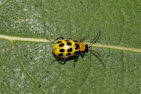 Spotted Cucumber Beetle (Diabrotica undecimpunctata) At the edge of a dense mixed forest.  Diabrotica undecimpunctata,Fall,Geotagged,Spotted cucumber beetle,United States