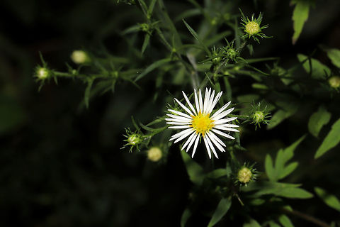 Frost Aster