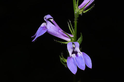 Great Blue Lobelia (Lobelia siphilitica) Growing on a dirt roadside at the edge of a dense mixed forest. 
https://www.jungledragon.com/image/84990/great_blue_lobelia_lobelia_siphilitica.html
https://www.jungledragon.com/image/84989/great_blue_lobelia_lobelia_siphilitica.html Fall,Geotagged,Great Blue Lobelia,Lobelia siphilitica,United States
