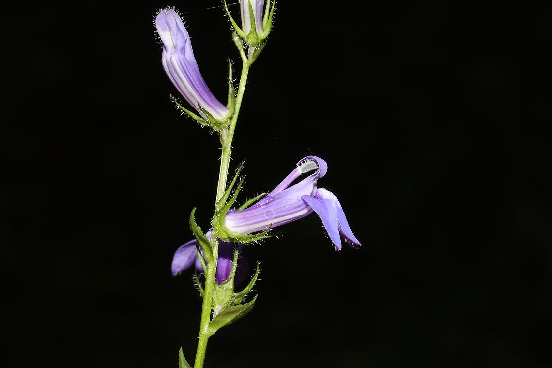 Great Blue Lobelia (Lobelia siphilitica) Growing on a dirt roadside at the edge of a dense mixed forest. Note the purple and white &quot;pinstripes&quot; on the corolla which are one of the identifying features of this species.<br />
<figure class="photo"><a href="https://www.jungledragon.com/image/84990/great_blue_lobelia_lobelia_siphilitica.html" title="Great Blue Lobelia (Lobelia siphilitica)"><img src="https://s3.amazonaws.com/media.jungledragon.com/images/3231/84990_thumb.jpg?AWSAccessKeyId=05GMT0V3GWVNE7GGM1R2&Expires=1759968010&Signature=X8EMHjEWuHV96R36Gocbd04q6Ic%3D" width="200" height="134" alt="Great Blue Lobelia (Lobelia siphilitica) Growing on a dirt roadside at the edge of a dense mixed forest. <br />
https://www.jungledragon.com/image/84989/great_blue_lobelia_lobelia_siphilitica.html<br />
https://www.jungledragon.com/image/84988/great_blue_lobelia_lobelia_siphilitica.html Fall,Geotagged,Great Blue Lobelia,Lobelia siphilitica,United States" /></a></figure><br />
<figure class="photo"><a href="https://www.jungledragon.com/image/84988/great_blue_lobelia_lobelia_siphilitica.html" title="Great Blue Lobelia (Lobelia siphilitica)"><img src="https://s3.amazonaws.com/media.jungledragon.com/images/3231/84988_thumb.jpg?AWSAccessKeyId=05GMT0V3GWVNE7GGM1R2&Expires=1759968010&Signature=OmvEE7PDOCVvm1QQWemKtUMx2%2FE%3D" width="200" height="134" alt="Great Blue Lobelia (Lobelia siphilitica) Growing on a dirt roadside at the edge of a dense mixed forest. <br />
https://www.jungledragon.com/image/84990/great_blue_lobelia_lobelia_siphilitica.html<br />
https://www.jungledragon.com/image/84989/great_blue_lobelia_lobelia_siphilitica.html Fall,Geotagged,Great Blue Lobelia,Lobelia siphilitica,United States" /></a></figure> Fall,Geotagged,Great Blue Lobelia,Lobelia siphilitica,United States