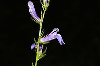 Great Blue Lobelia (Lobelia siphilitica) Growing on a dirt roadside at the edge of a dense mixed forest. Note the purple and white "pinstripes" on the corolla which are one of the identifying features of this species.<br />
https://www.jungledragon.com/image/84990/great_blue_lobelia_lobelia_siphilitica.html<br />
https://www.jungledragon.com/image/84988/great_blue_lobelia_lobelia_siphilitica.html Fall,Geotagged,Great Blue Lobelia,Lobelia siphilitica,United States