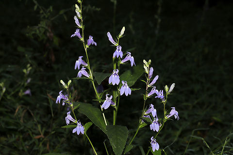 Great Blue Lobelia (Lobelia siphilitica) Growing on a dirt roadside at the edge of a dense mixed forest. 
https://www.jungledragon.com/image/84989/great_blue_lobelia_lobelia_siphilitica.html
https://www.jungledragon.com/image/84988/great_blue_lobelia_lobelia_siphilitica.html Fall,Geotagged,Great Blue Lobelia,Lobelia siphilitica,United States